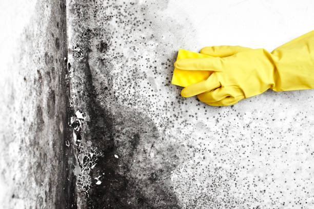 Biohazard Mold Removal in Fountain Valley, CA